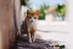 Gato1
